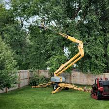 Best Tree Preservation Services  in Masonville, KY